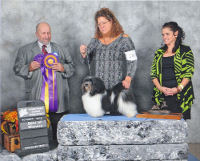 Striker goes BOW at the Canadian National Havanese Show